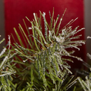 3 Piece Flocked LED Green Fir Wreath set - 18"-24"-30" - The Country Christmas Loft