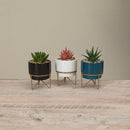 Potted Succulent on Metal Stand - - The Country Christmas Loft