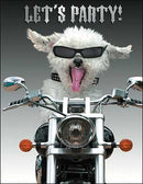 Birthday Card - Unleash Your Wild Side - The Country Christmas Loft