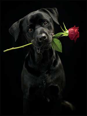 Card - Black Lab Rose Delivery - The Country Christmas Loft