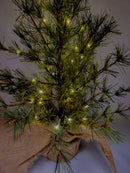 Pre-lit Bristle Pine Tree in Burlap Base - 24 inch - The Country Christmas Loft