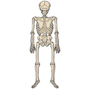 Vintage Halloween Jointed Skeleton - 4 Feet Tall