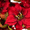 18" Battery-Operated LED Red Poinsettia Wreath - The Country Christmas Loft