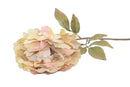 Everyday Longstem Dry Peony - Cream - 30 inch - The Country Christmas Loft