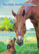 Birthday Card - Horse Birthday Wish - The Country Christmas Loft