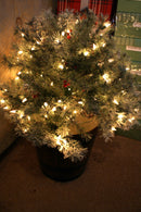Prelit Potted Christmas Bush - 26 Inches Tall - The Country Christmas Loft