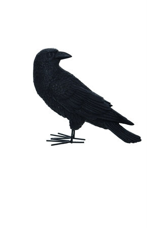 Fright Night Crow - Looking Behind - The Country Christmas Loft