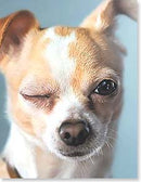 Notion - Half As Old Birthday Card - The Country Christmas Loft